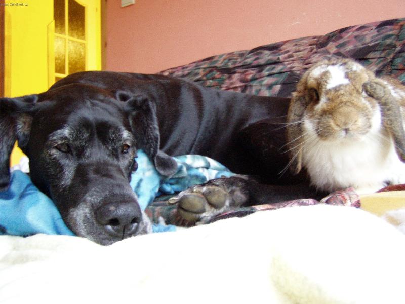 Foto: Bára a Sam-Přátelství