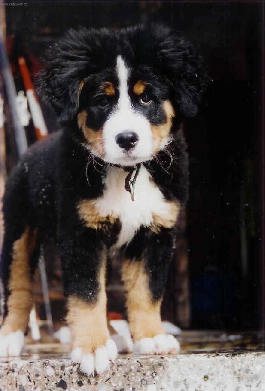 Foto: štěňátko