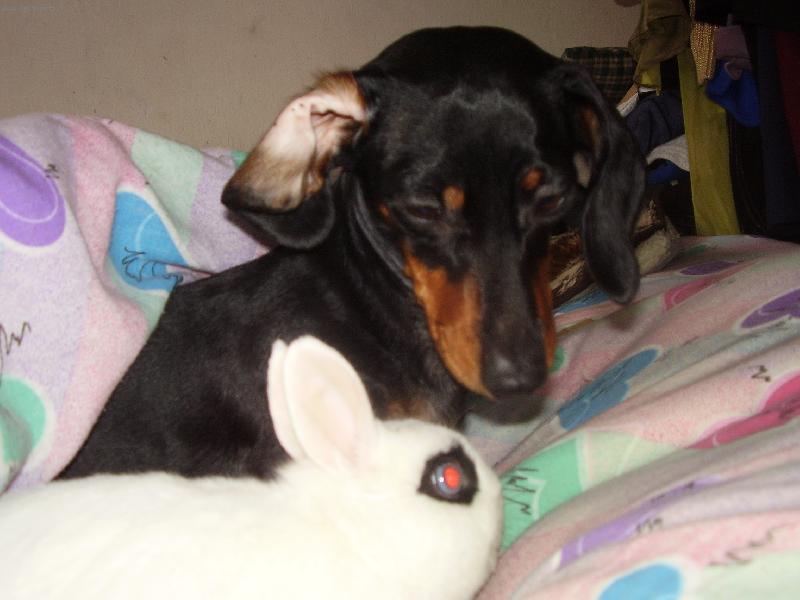 Foto: Mnam, kralik!-Nelinka by rada kralicka