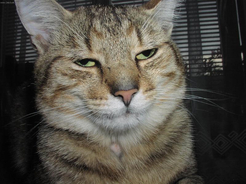 Foto: Co tak koukáte?-Malís poflámu