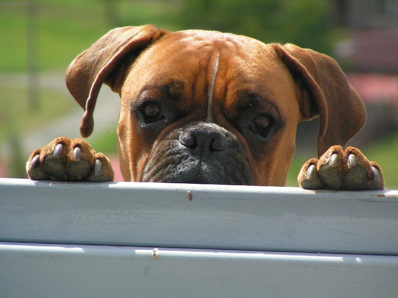 Foto: Kouk�m,copak se to d�je za brankou :o)