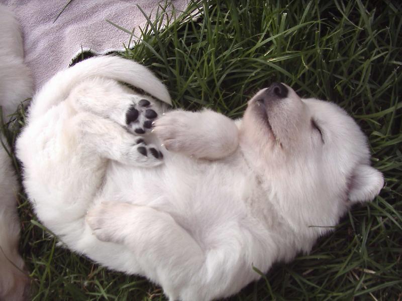 Foto: miminko-bílá kulička se odkutálela