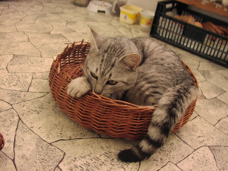 Foto: číhám číhám-číhání na provázek