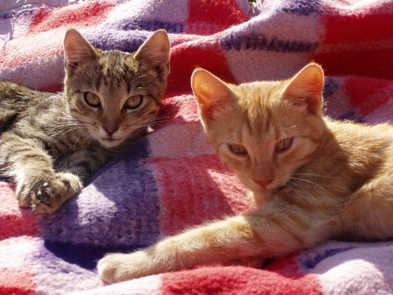 Foto: Piknik-,,Asi si schrupnu"