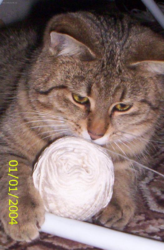 Foto: Kocour od vedle-Co by jsme tak upletli!!!!!