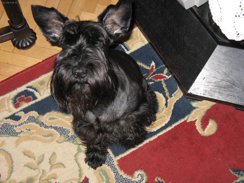 Foto: pes netopýrovitý