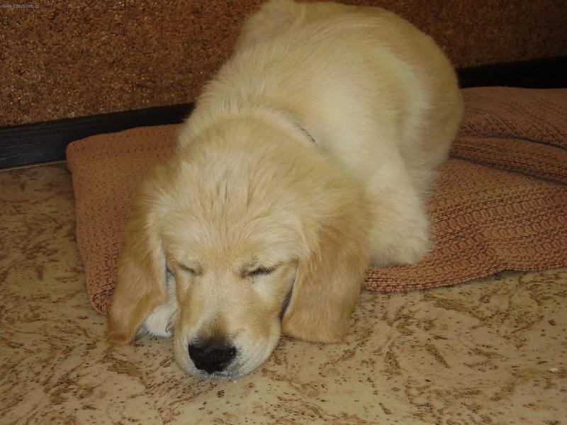 Foto: Denny chrní-Jako každý den dává šlofíka..