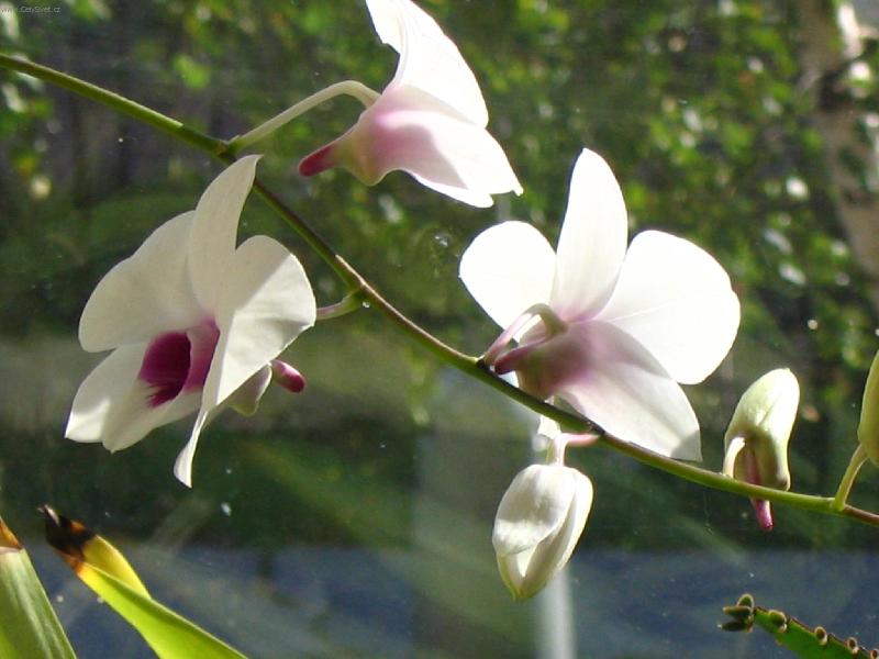Foto: Dendrobium