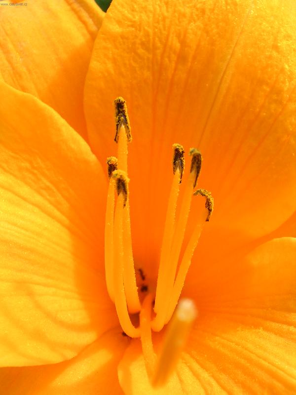 Foto: Pestíky-Neuvěřitelná barva