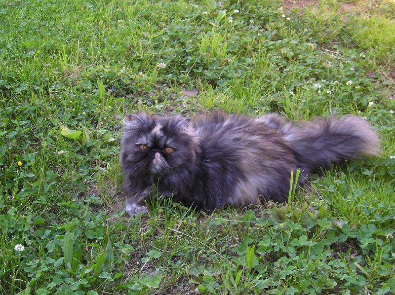 Foto: To je ale kobereček, jako nový.-Doninka na trávníku