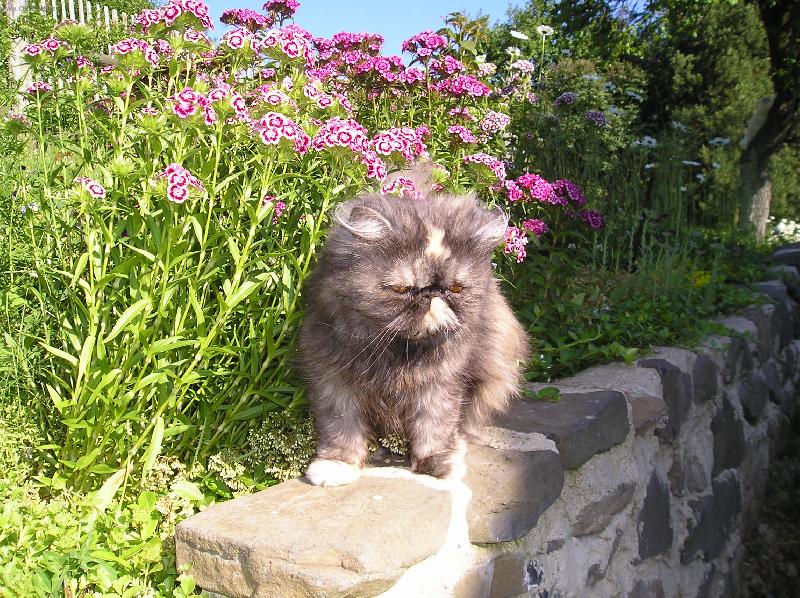 Foto: cestička k domovu-Doninka na zídce