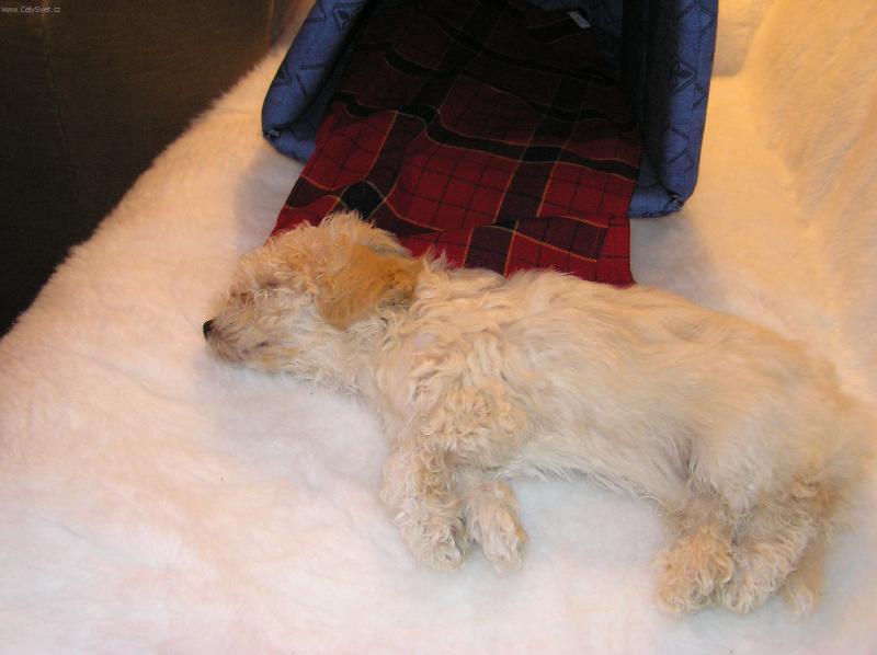 Foto: Zmožená únavou!-Ten pelíšek už byl opravdu daleko!