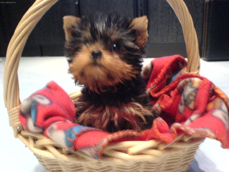 Foto: Náš bobíček Čikýsek-Našemu miláčkovi na památku