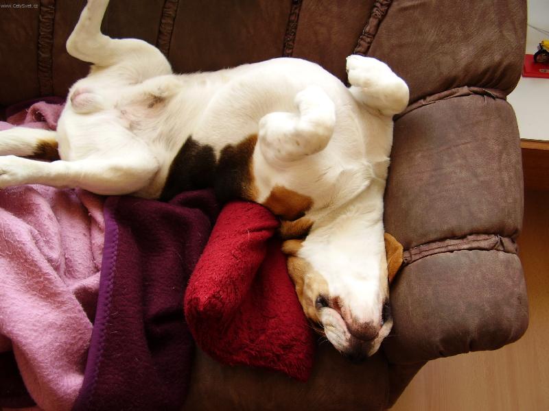 Foto: nedělní siesta