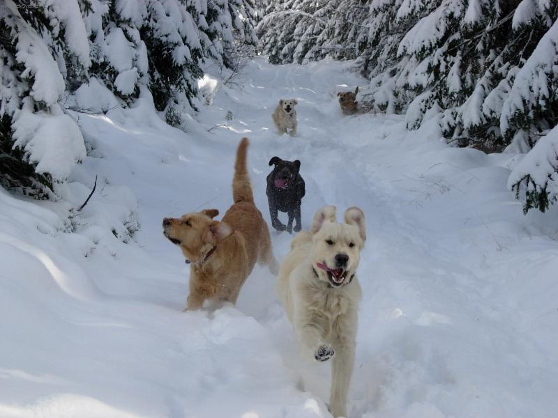 Foto: Sněhové radovánky ...