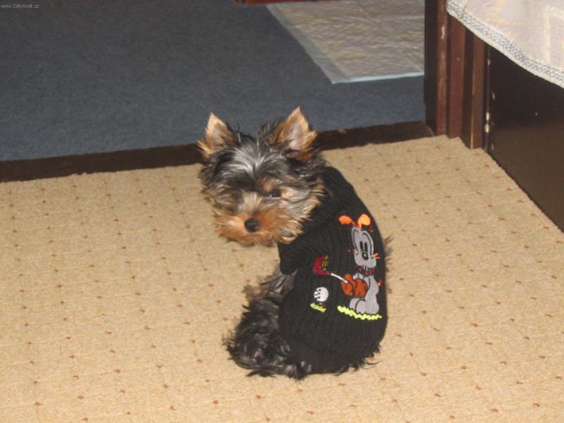 Foto: Naštvaný Rocky-A nikam nejdu