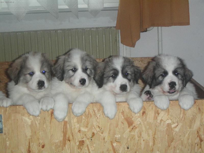 Foto: My chceme ven!