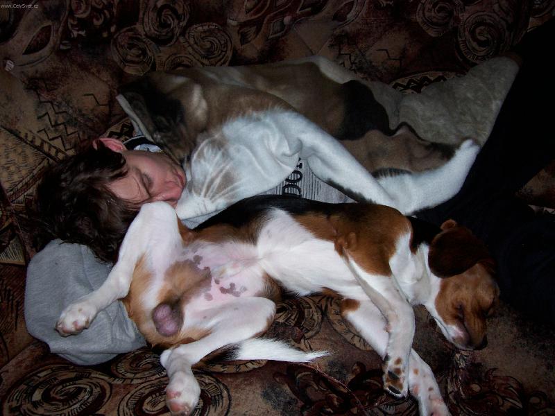 Foto: domácí pohoda-jaký pán takový pes