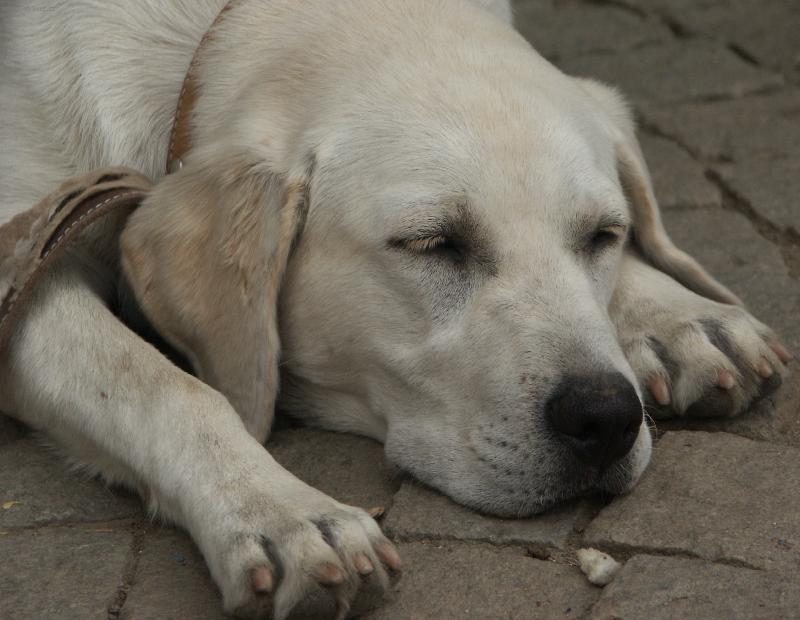 Foto: Sindy-Sindinka spinká