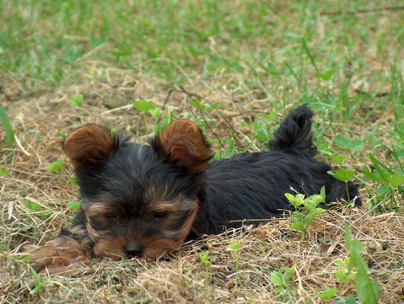 Foto: Matýsek-Matýsek na chalupě