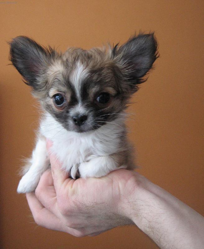 Foto: Čivavák Samík-Co vám mám povídat, páníčci se mnou mají plné ruce práce!