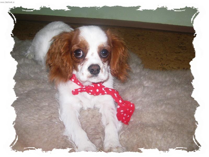 Foto: Kavalír King Charles Španěl-jsem fešák a když nevyhrju,tak nevadí aspoň jsem se zůčastnil