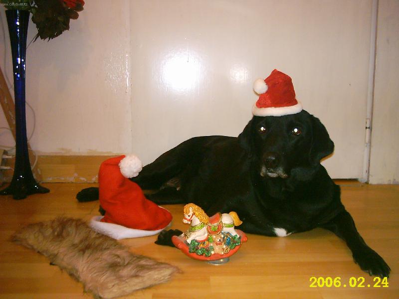 Foto:  To jsem ale hezké přáničko co?? přeju stastne a vesele-daisy