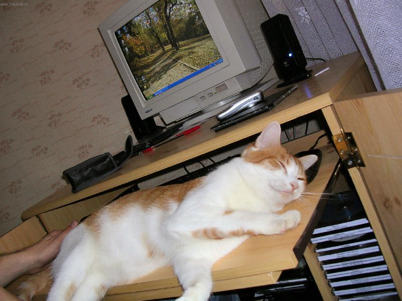 Foto: Zip-kocour leží na klávesnici