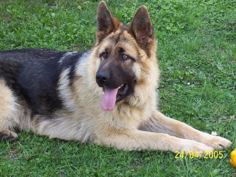 Foto: Jmenuji se REX-Jsem nejlepší kamarád a ochránce mého osmiletého člověčího přítele