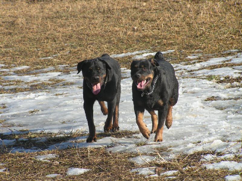 Foto: Gája a Áša-bok po boku