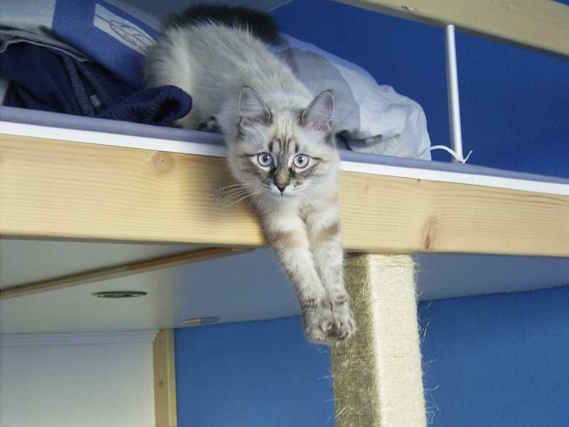 Foto: Caira, něvské kotě-Kočka visací :-)))