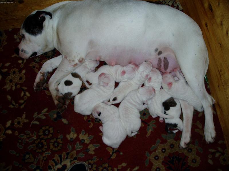 Foto: Ela Red Cock-Ela se štěňaty -www-americkybuldog.kvalitne.cz