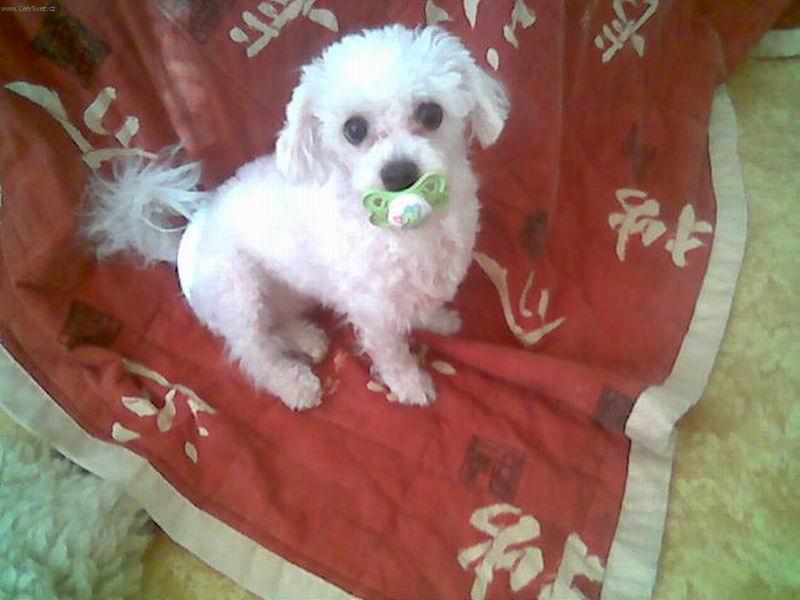 Foto: Ten jen ale dobrý!