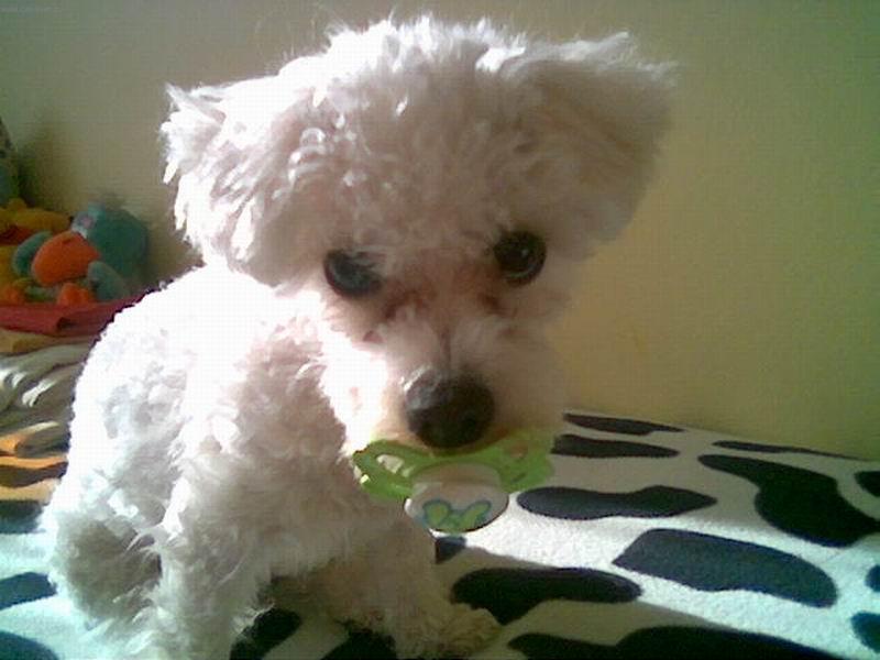 Foto: Prostě tomu dudlíku nedám pokoj!