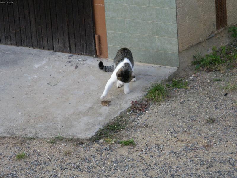 Foto: Lovec-Můj kocourek Maugli na lovu