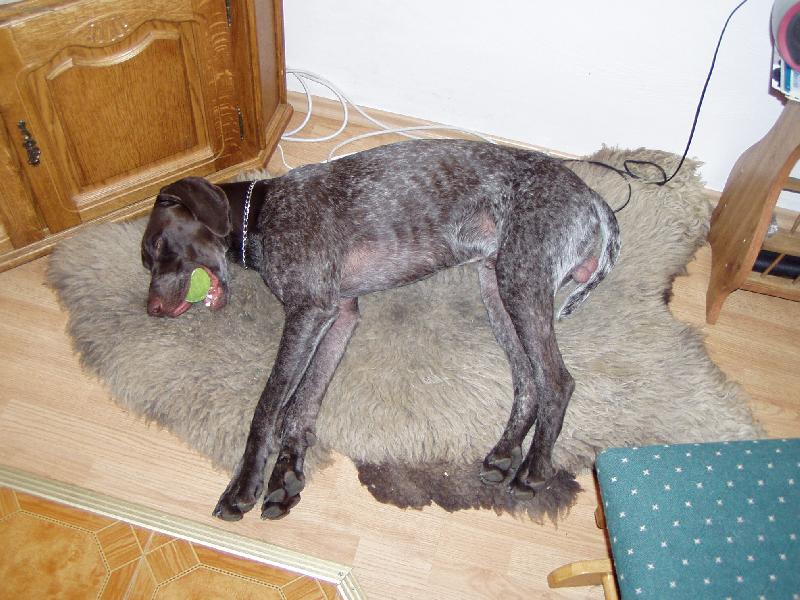 Foto: Unavený aportér-Německý krátkosrstý ohař stále připraven přinést aportek.