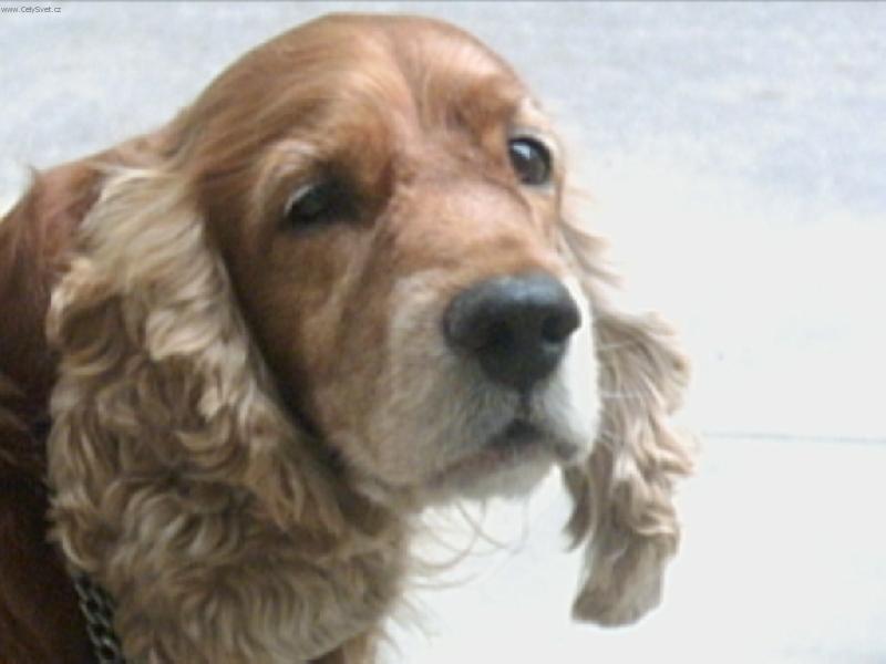 Foto: Bretušek!!!!!-takhle smutně se na mně dívá pořád