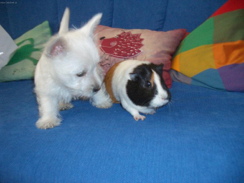 Foto: Adélka-Tady je Adáélka,když jí bylo osm týdnů s morčetem pepinkou