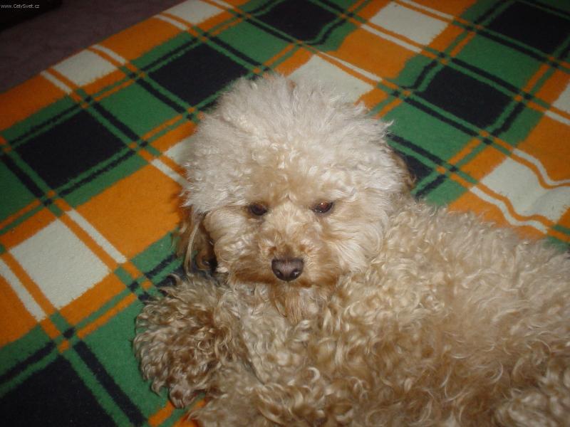 Foto: Sára-Sárinka