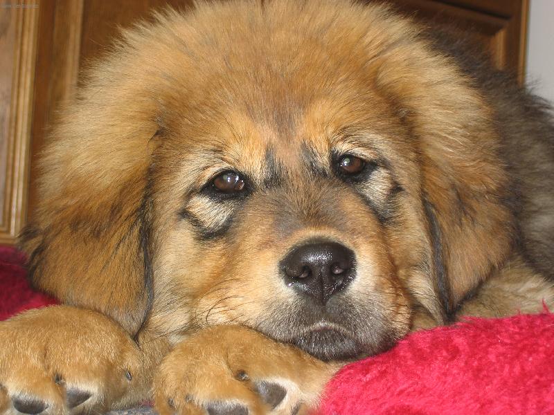 Foto: 3 měsíční štěňátko