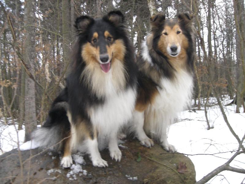 Foto: kolie-moji miláčkové