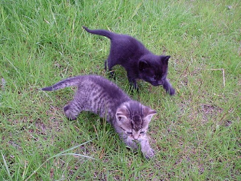 Foto: bráškové-kocourci na průzkumu divočiny