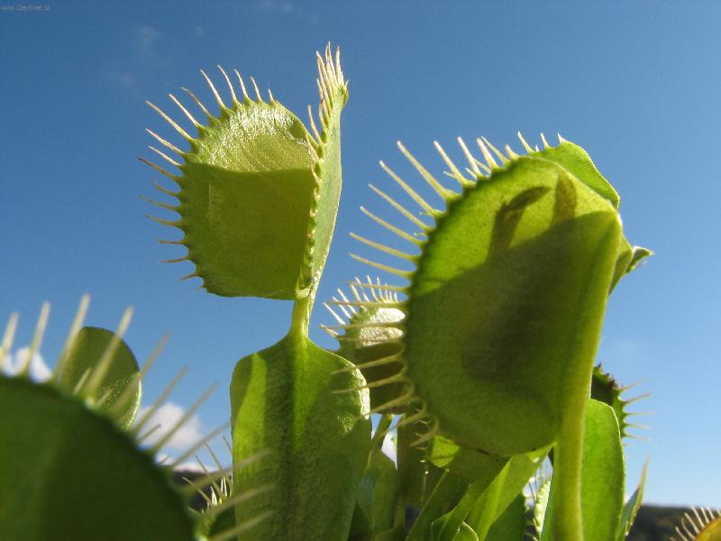 Foto: Královna lovkyně
