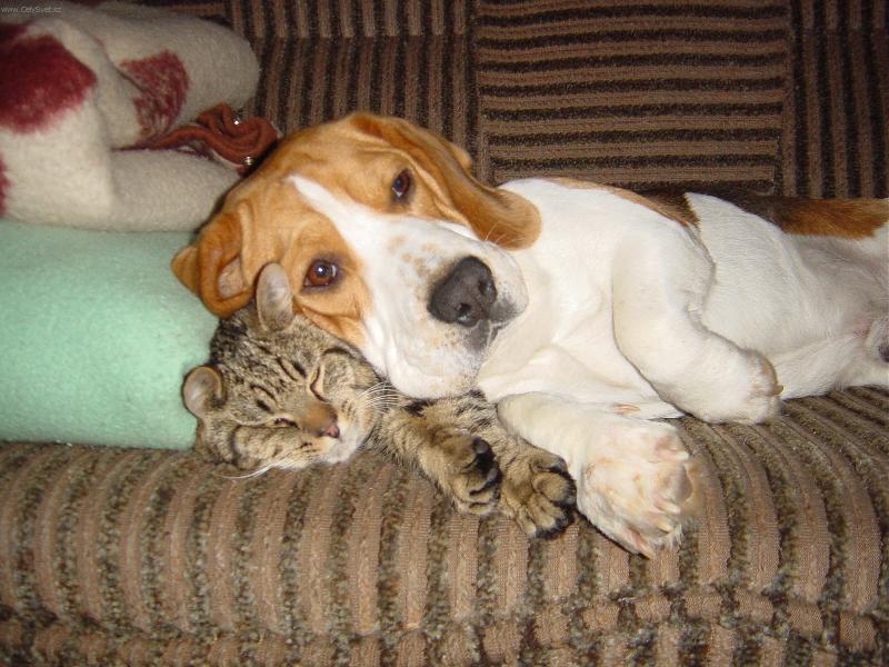 Foto: kamarádi-Kamarádství našeho psa Terryho a naší kočky Fiflenky
