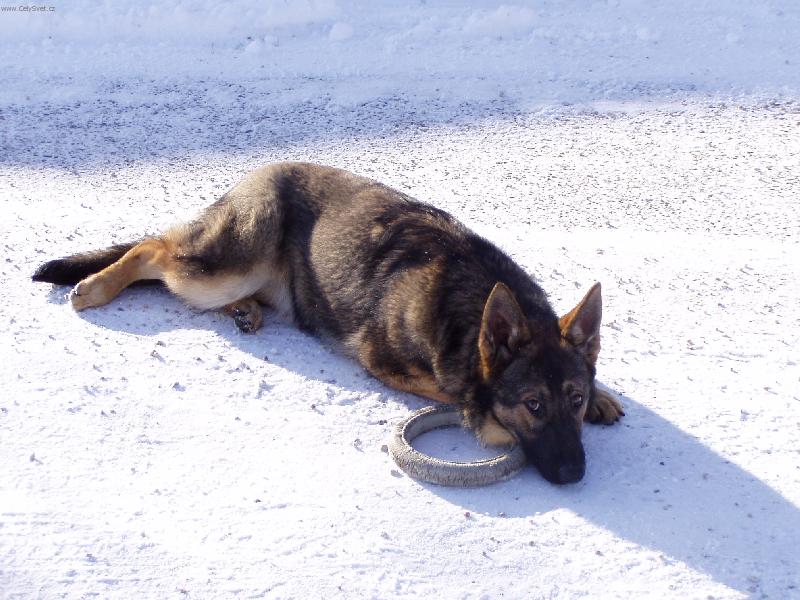 Foto: Brituška-No, nejsem roztomilá?