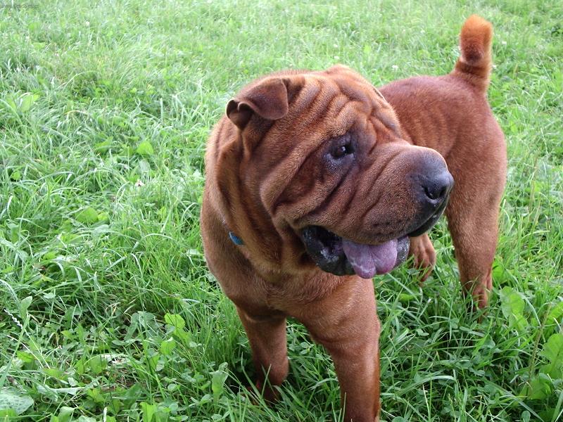 Foto: Edishek na pastvě =)-Edishek na pastvě =)