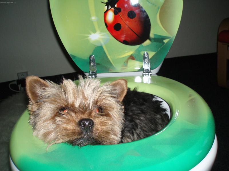 Foto: Jimísek na WC-Naše nové WC si jako první oblíbil Jimísek