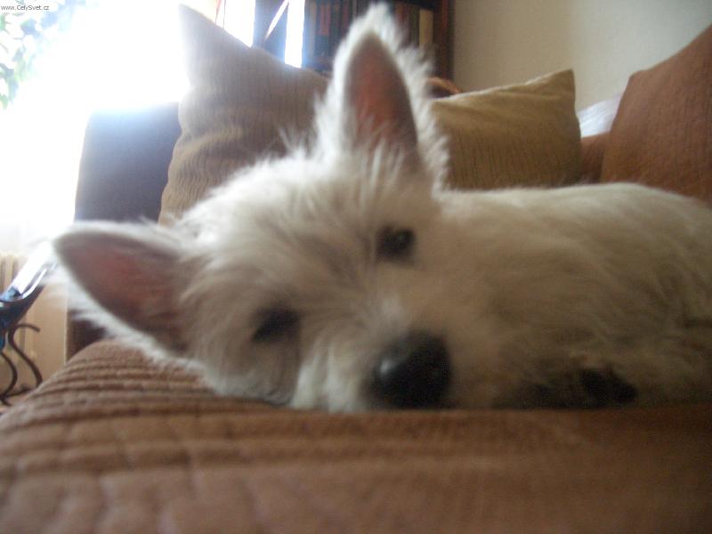 Foto:  štěně Adélka