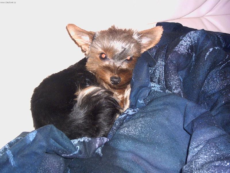 Foto: Naše netopýřice