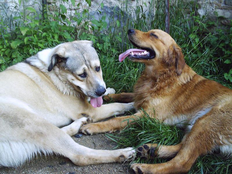 Foto: Arall a nej.kamarád-Arall